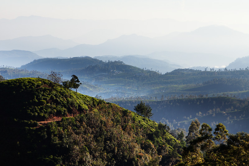 Nuwara Eliya / Sri Lanka