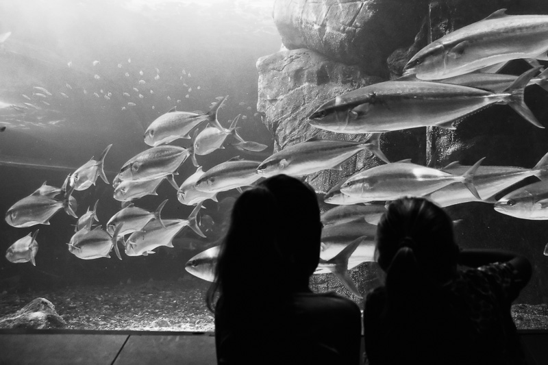 Two Oceans Aquarium / Cape Town / South Africa