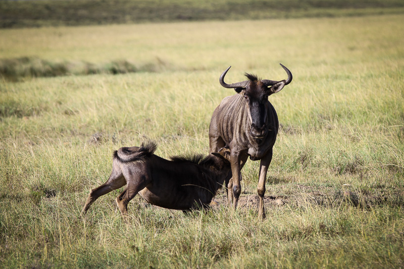 Gnu / Botlierskop Private Game Reserve / South Africa