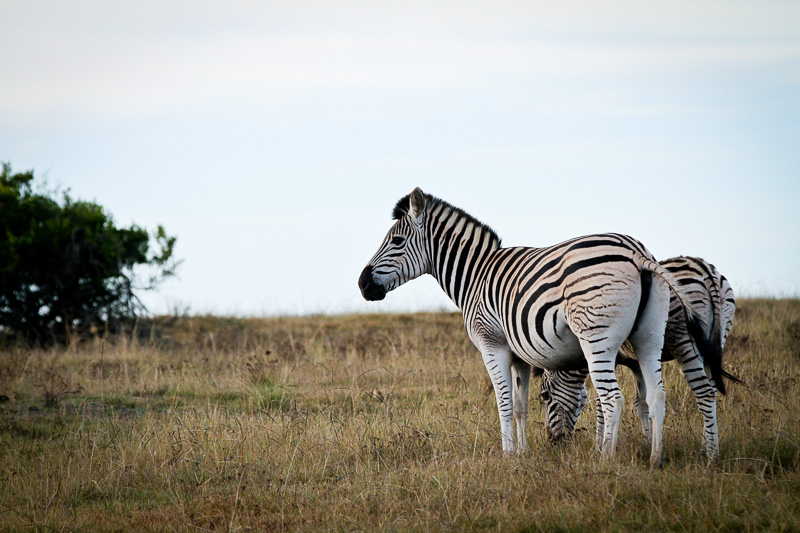 Zebras / Botlierskop Private Game Reserve / South Africa